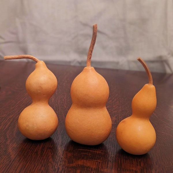All Natural (4 - 5 in) Gourds | Gourd Craft | Fall Décor | Dried Mini Gourds | Bottle Gourd