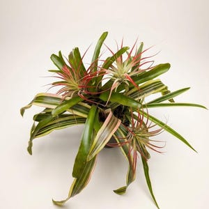 May include: A cluster of air plants featuring long, variegated green and cream leaves alongside smaller, spiky air plants with vibrant red tips. The foliage radiates outward from a central point, displaying a mix of smooth and pointed textures.
