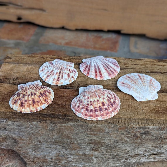 Set of Large Natural Scallop Seashells Natural Sea Shells Craft Seashells Seashells  for Crafts Shells for Art Bulk Seashells 