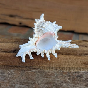 May include: A white seashell with a pink interior and a spiky, intricate design. The shell is resting on a brown wooden surface.