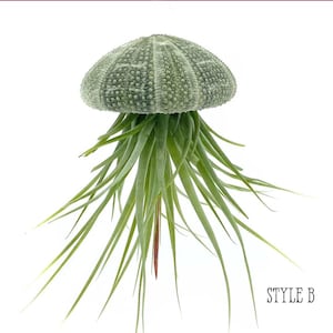 May include: A green air plant growing out of a dried sea urchin shell. The plant has long, thin leaves that are spread out in a circular pattern around the shell. The shell is a light green color and has a rough texture. The plant and shell are on a white background. STYLE B