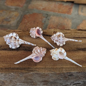 Set of 5 Murex Shells 3-4 in long | White, Gray and Pink |  Seashell Décor | Sea Shell Craft | Beach Theme Craft