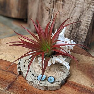 Large Red Air Plant on Seashell & Driftwood: Coastal Decor
