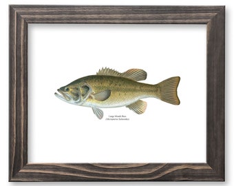 Largemouth Bass Vintage Naturalist Print