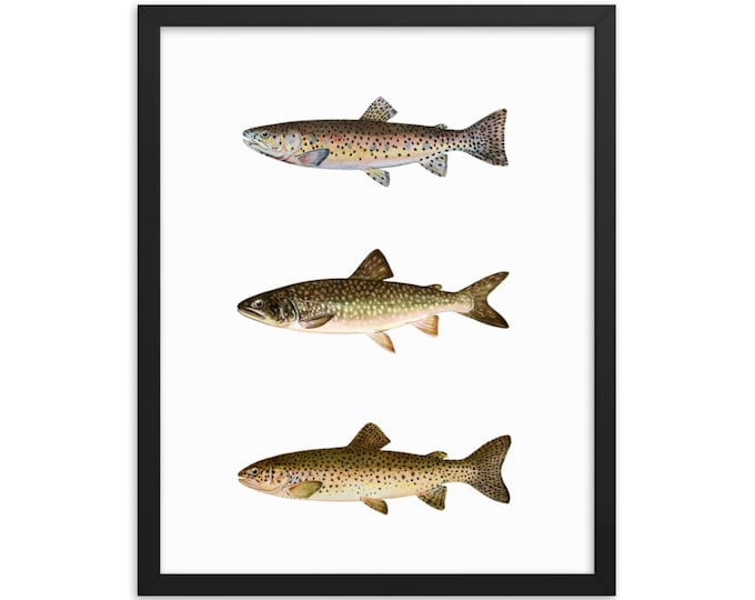 16" x 20" Framed Trout Variety Wall Art - 3rd In Series: Outdoorsman art, Man Cave, Lake House, Cabin Art