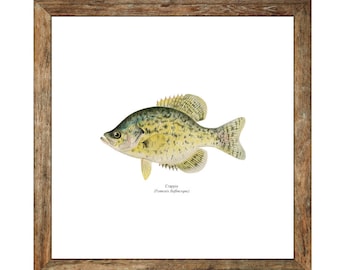 Crappie Freshwater Fisherman Naturalist Print