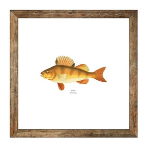 Yellow Perch Freshwater Fisherman Naturalist Print