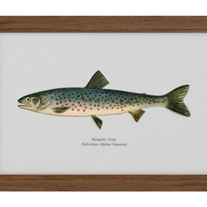 Rangeley Trout Vintage 1903 Naturalist Print