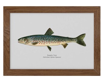 Rangeley Trout Vintage 1903 Naturalist Print