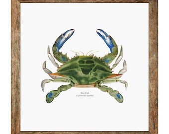 Blue Crab Vintage Naturalist Print