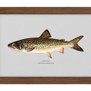 The Lake Trout Vintage 1903 Naturalist Print