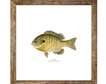 Bluegill Freshwater Fisherman Naturalist Print