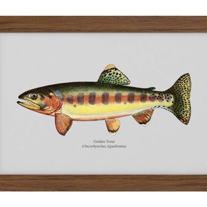 Golden Trout Vintage 1903 Naturalist Print