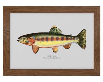 Golden Trout Vintage 1903 Naturalist Print