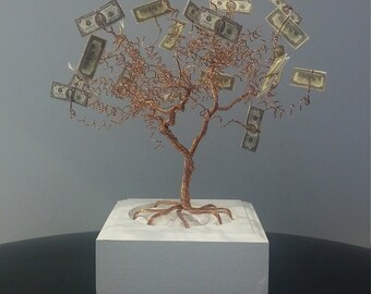 Money tree pachira braid bonsai plant 6 pot etsy