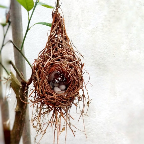 Bird nest online best sale