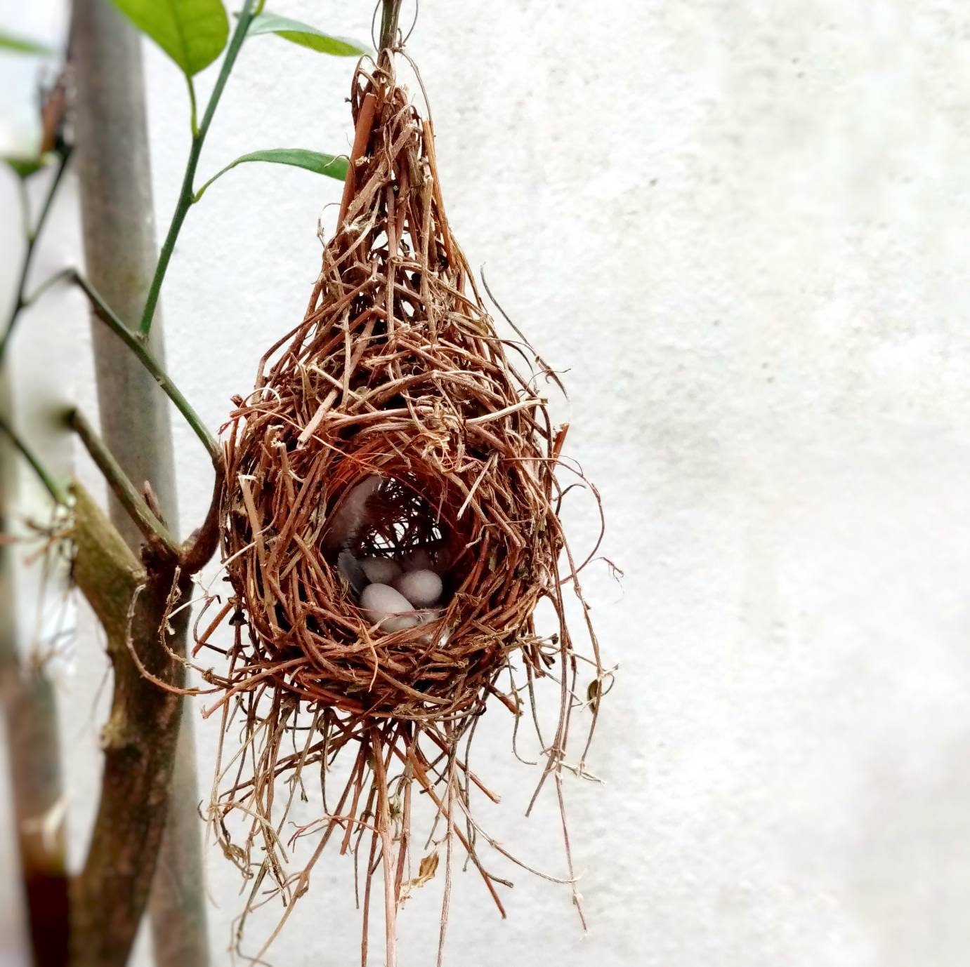 Hanging bird nest deals