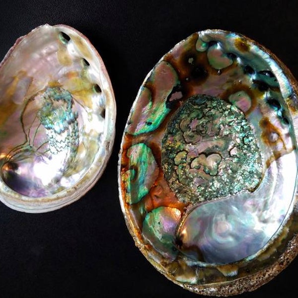 XL Natural Abalone Shell, Premium Blue Abalone, Blue Green Large Abalone, Beach House Decor, Smudging, Loose Incense, Altar Offering, Ritual