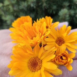 Simply Calendula Salve: Organic Unscented Herbal Balm for Dry Skin, Tattoo Aftercare image 3