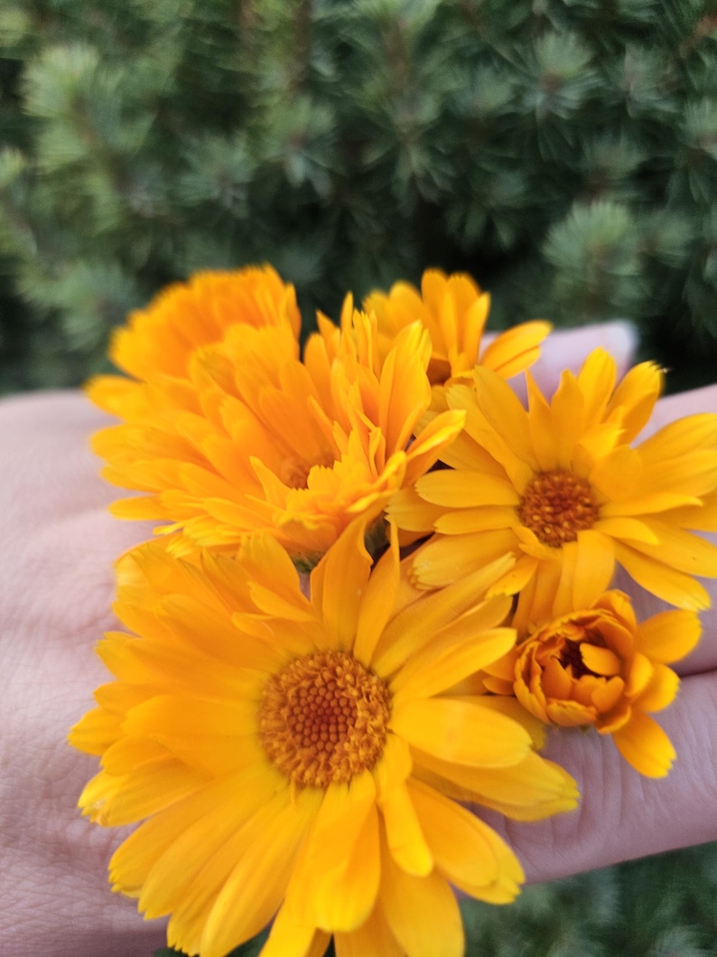 Simply Calendula Salve: Organic Unscented Herbal Balm for Dry Skin, Tattoo Aftercare image 3