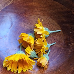 Simply Calendula Salve: Organic Unscented Herbal Balm for Dry Skin, Tattoo Aftercare image 4