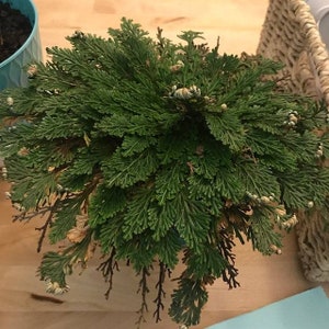 Rosa de Jericó Planta de la Resurrección Flor Helecho Dinosaurio Selaginella lepidophylla Bulbo de planta viva Bulbos de interior especiales de Everlasting
