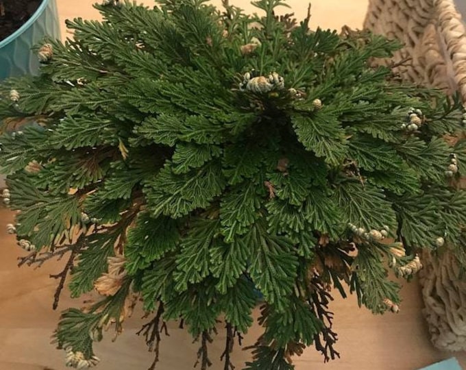 Rose of Jericho Resurrection Plant Flower Dinosaur Fern Selaginella lepidophylla Live plant bulb Everlasting Specialty Indoor Bulbs