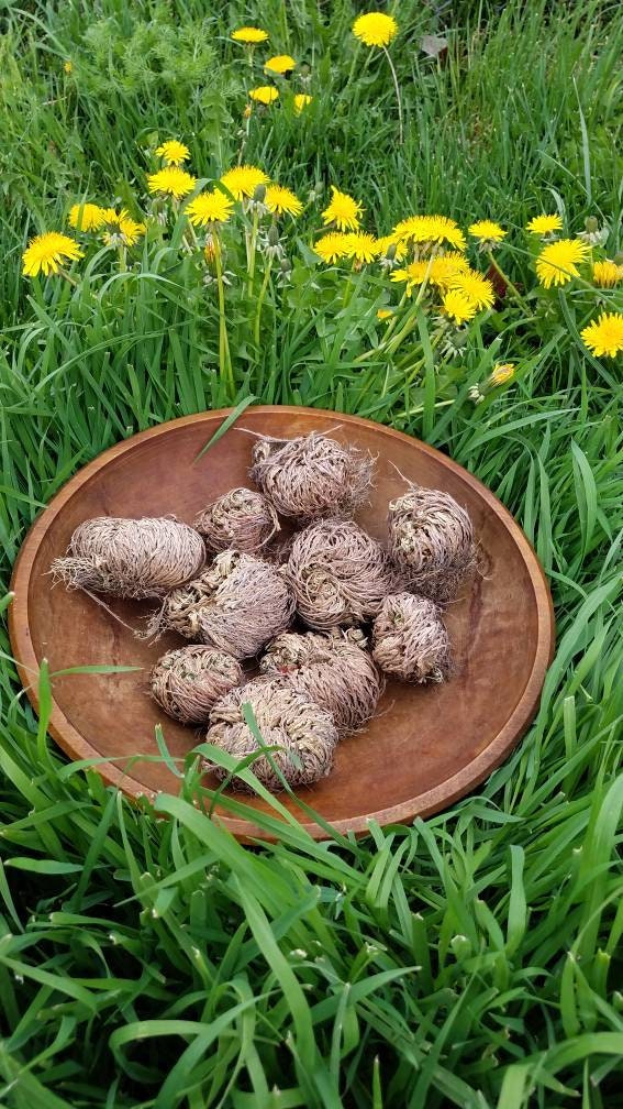 Fausse rose de Jéricho, Mousse de résurrection, Plante dinosaure, Fleur de  pierre, Sélaginelle reviviscente, Selaginella lepidophylla : planter,  cultiver, multiplier