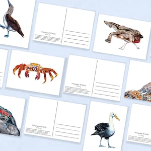 Galapagos Wildlife Postcards