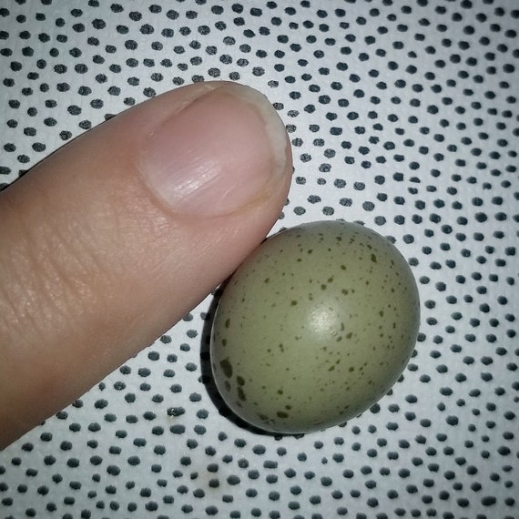 6 4 Extra Fresh Fertile Button Quail Hatching Eggs