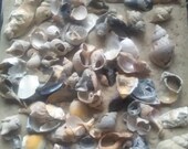 Nordsee Muscheln Schnecken Anhänger Strand Meer Mix Maritim über 100 verschiedene