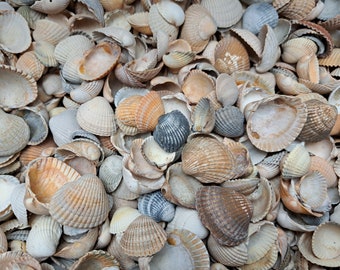 Herzmuschelschalen Sammlung Nordseemuscheln 100 Muschelschalen Strand Dekor Meermuscheln Deko maritim Basteln Naturmaterialien Strandgut DIY