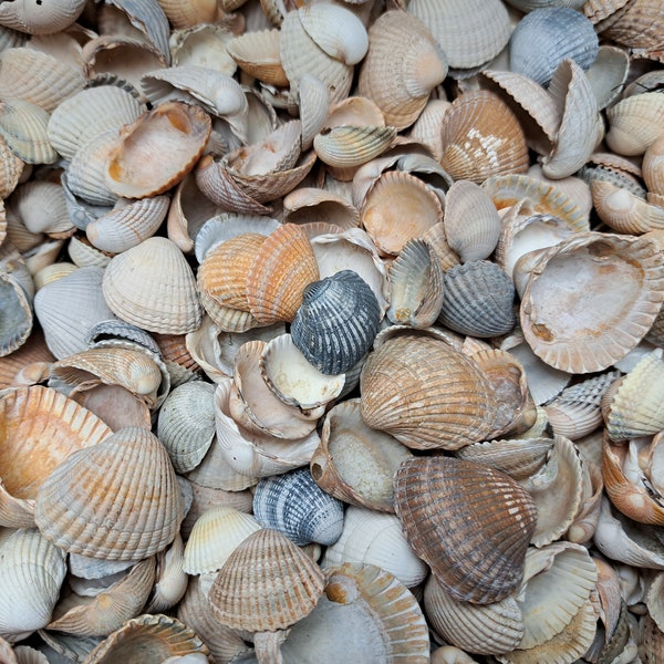 Herzmuschelschalen Sammlung Nordseemuscheln 100 Muschelschalen Strand Dekor Meermuscheln Deko maritim Basteln Naturmaterialien Strandgut DIY