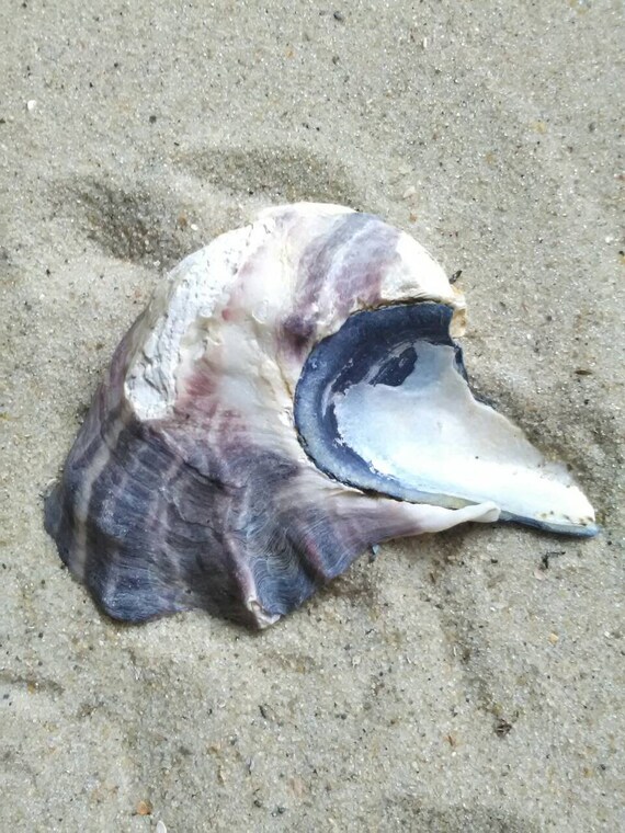 oyster 3 accessories