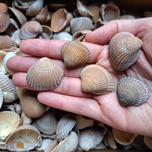Könnte beinhalten: Eine Handvoll hellbrauner Muscheln mit gerippten Texturen, gehalten über einem Bett aus ähnlichen Muscheln. Die Muscheln variieren in Größe und Form, mit offenen und geschlossenen Formen, die ein natürliches Küstenthema schaffen.