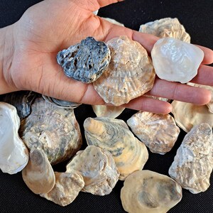 Könnte beinhalten: Eine Sammlung von Austernschalen in verschiedenen Größen und Farben, gehalten in einer Hand. Die Schalen reichen von cremeweiß bis hellbraun, einige weisen dunklere, graublaue Farbtöne auf. Die Schalen haben strukturierte Oberflächen, auf schwarzem Hintergrund.