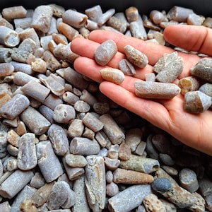 Donnerkeil Bruchstücke Ostsee Tintenfisch Fossilien
