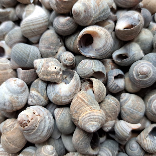 Strandschnecken Sammlung, Nordsee Schneckenhäuser, Natur Bastelmaterialien, kleine Strandfunde von Föhr, echtes Treibgut, Meer Schnecken