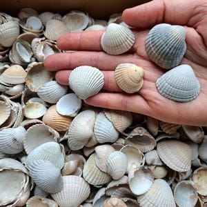 Könnte beinhalten: Eine Sammlung von Muscheln in verschiedenen Größen und Farben, mit einer Hand, die mehrere Muscheln hält. Die Muscheln sind hauptsächlich weiß, beige und hellblau, mit gerippten Texturen. Das Bild zeigt eine Vielzahl natürlicher Muschelformen.