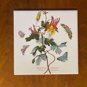 Può includere: Un'illustrazione botanica vintage di un fiore di aquilegia slanciato con delicati petali rosa, gialli e rossi. Il fiore è circondato da cinque farfalle con ali marroni, blu e rosa. Il testo "AQUILEGIA Slender" e "GRACILIS Columbine" è stampato sotto il fiore.
