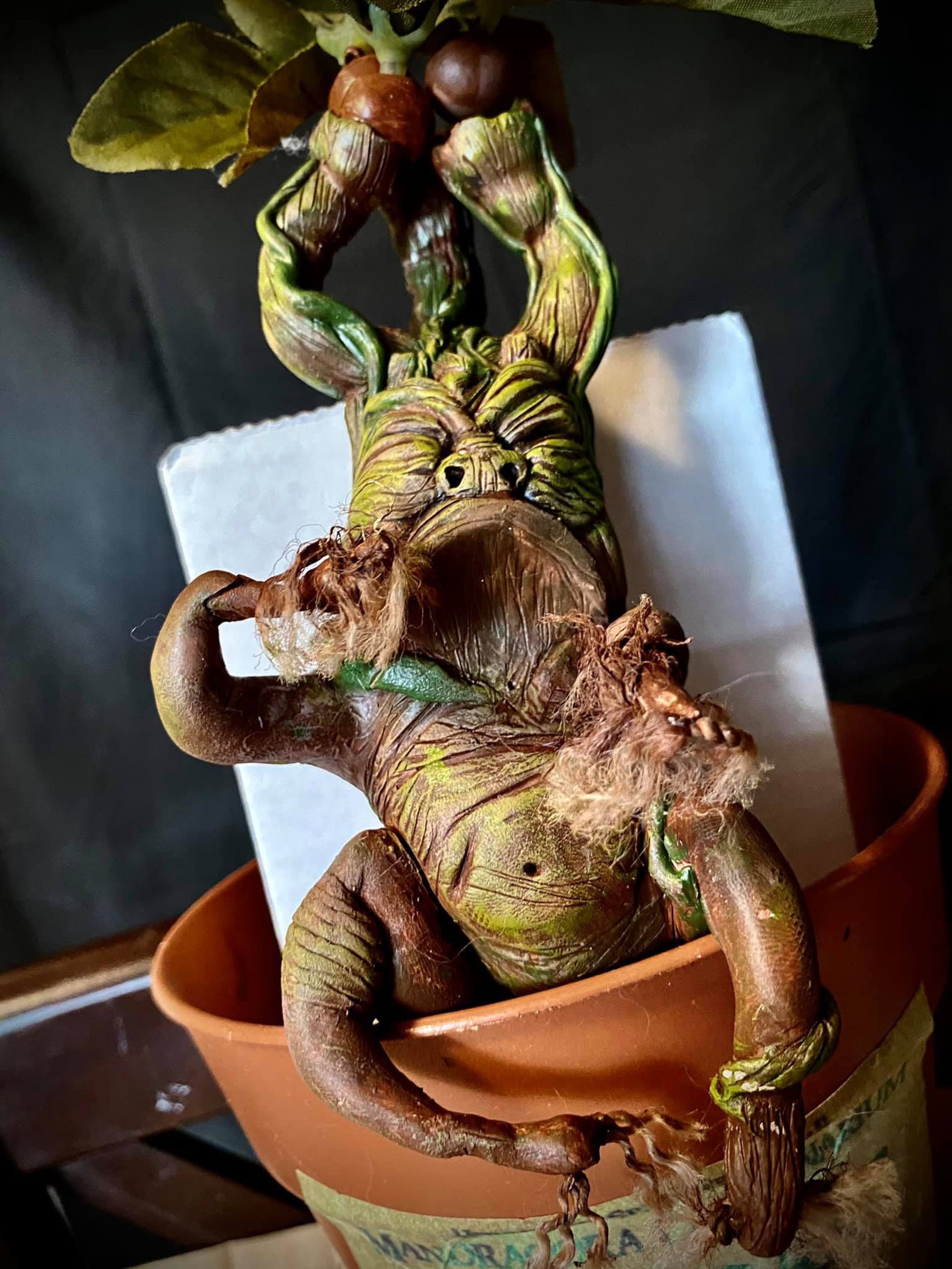 baby mandrake baby mandrake