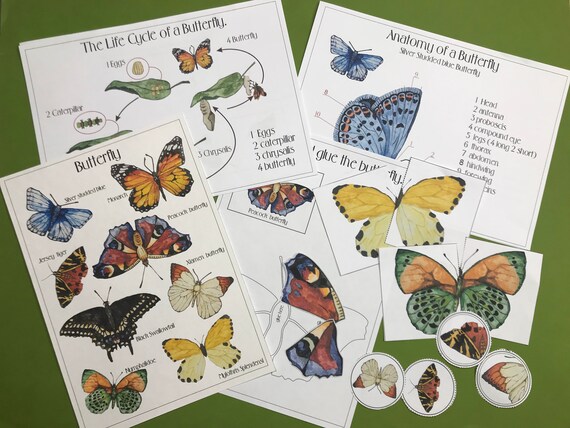 Butterfly Life Cycle Preschool Printables Curriculum