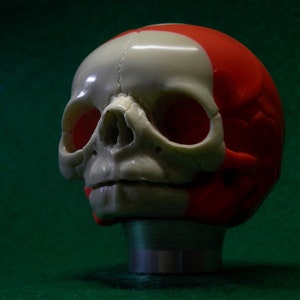 May include: A white and red plastic model of a baby skull. The skull is on a silver stand.