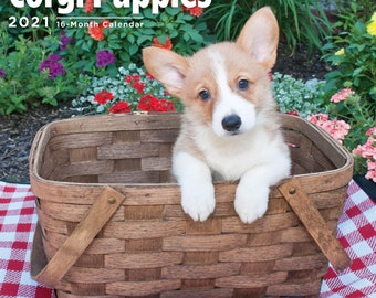 Corgi Calendar Etsy corgi puppy calendar 2021