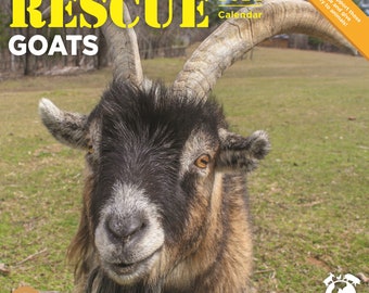 Goats in Trees 2022 12 x 12 Inch Monthly Square Wall Calendar Domestic Funny Farm Animals