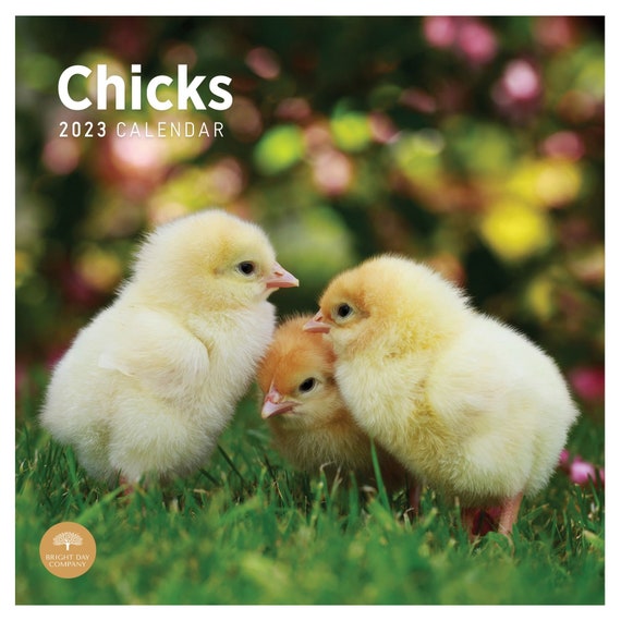 2023 Chicks Wall Calendar by Bright Day 12x12 Inch Etsy