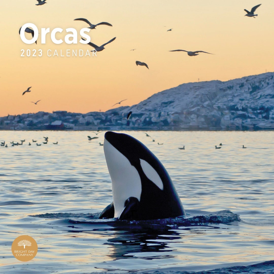 2023 Orcas Wall Calendar by Bright Day 12x12 Inch Etsy