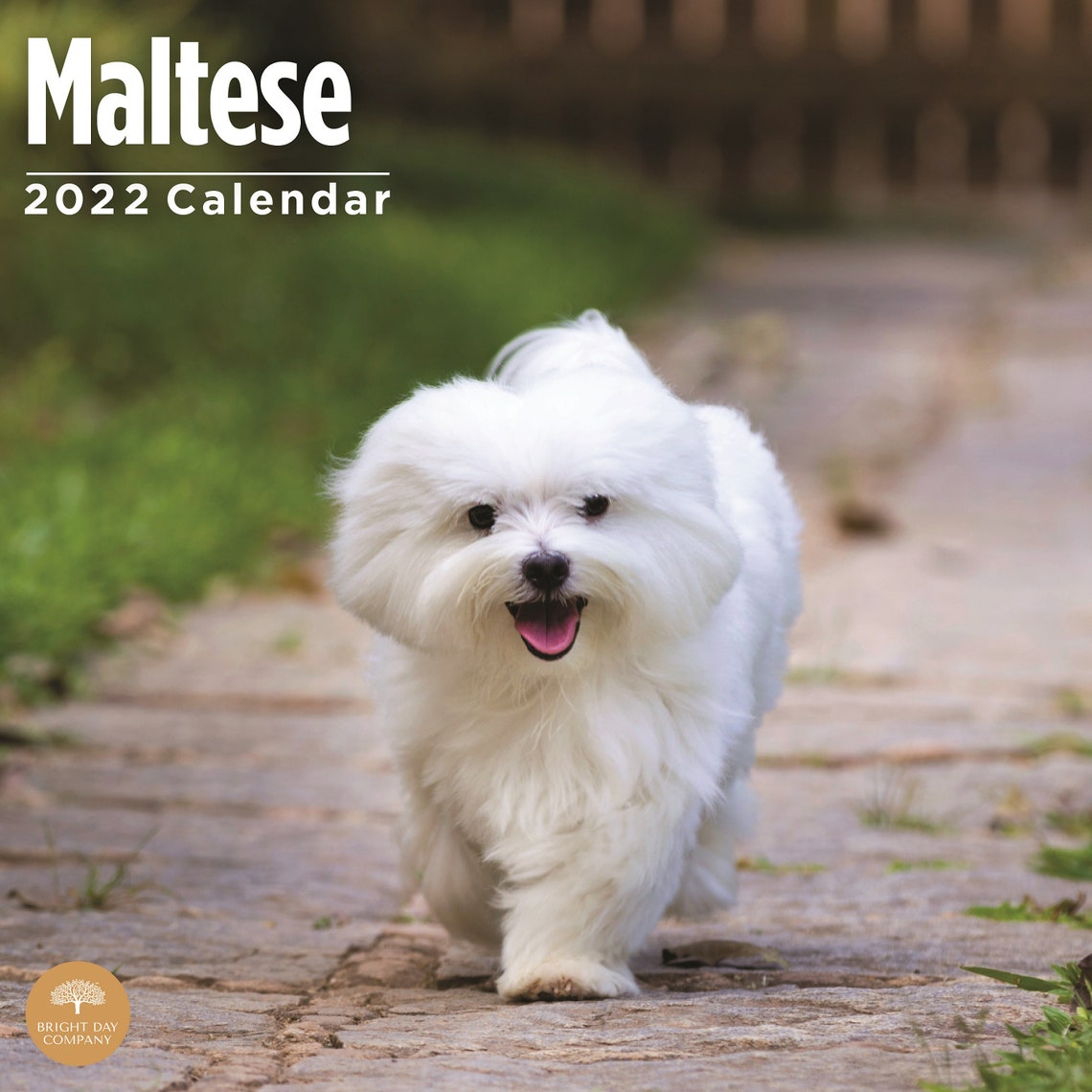 2022 Maltese Wall Calendar by Bright Day 12 x 12 Inch Etsy