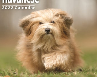 havanese items