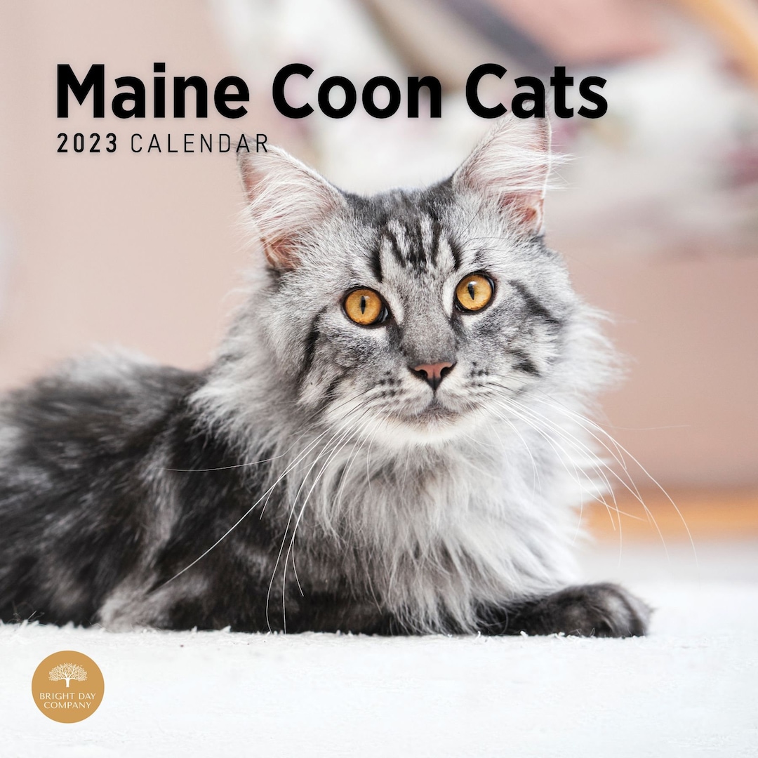 2023-maine-coon-cats-wall-calendar-by-bright-day-12x12-inch-etsy